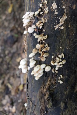 Tahtaya yetişen yabani mantar.