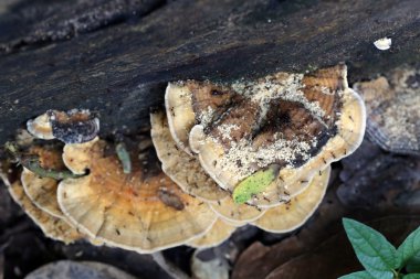 Tahtaya yetişen yabani mantar.