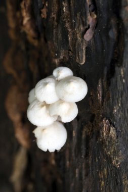 Tahtaya yetişen yabani mantar.