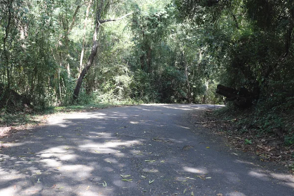 Forest road. — Stockfoto