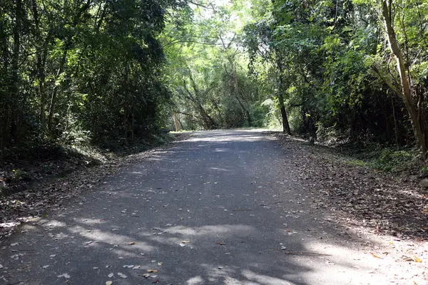 Forest road. — Stockfoto