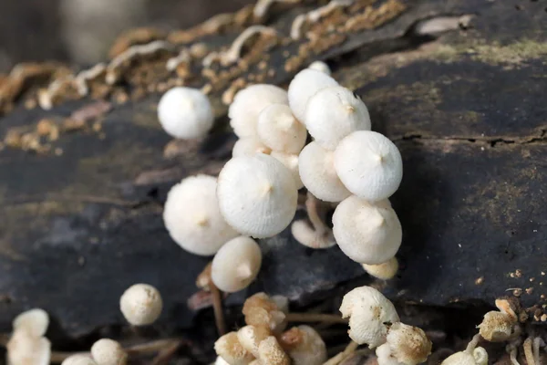 Seta silvestre que crece en la madera . — Foto de Stock