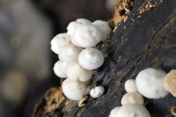 Cogumelo selvagem que cresce em madeira . — Fotografia de Stock