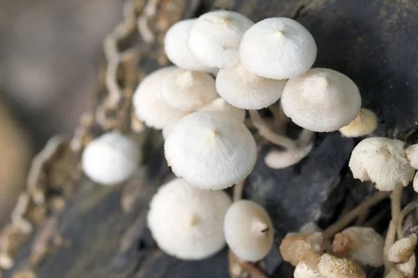 Wildpilz, der auf Holz wächst. — Stockfoto