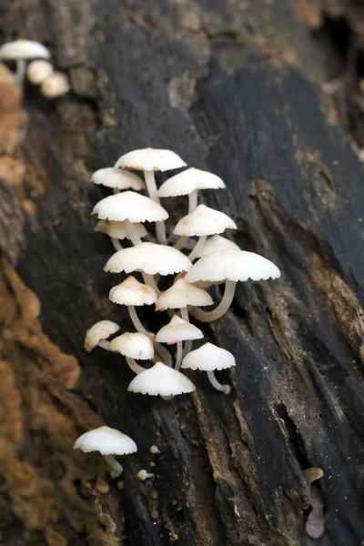 Seta silvestre que crece en la madera . — Foto de Stock