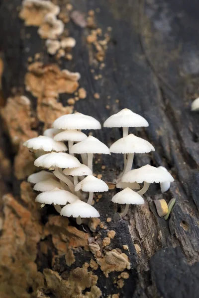 Seta silvestre que crece en la madera . — Foto de Stock