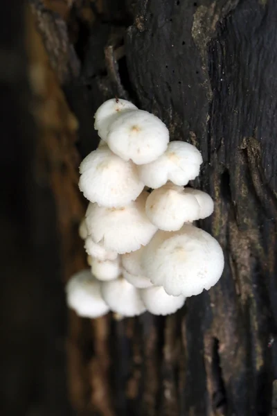 나무에 성장 하는 야생 버섯. — 스톡 사진