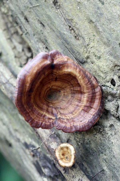 Fungo selvatico che cresce su legno . — Foto Stock