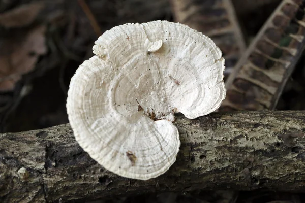 Cogumelo selvagem que cresce em madeira . — Fotografia de Stock