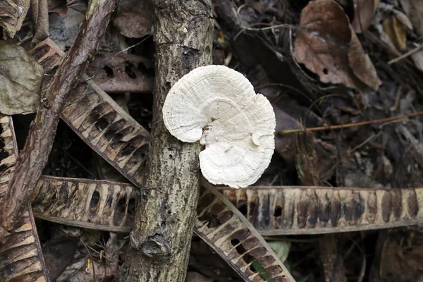 Champignon sauvage qui pousse sur le bois . — Photo