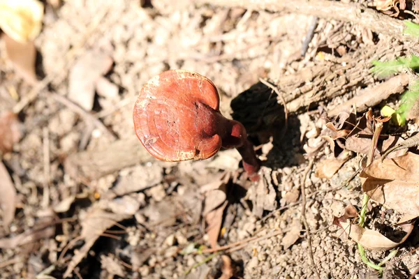 Fungo selvatico che cresce su legno . — Foto Stock