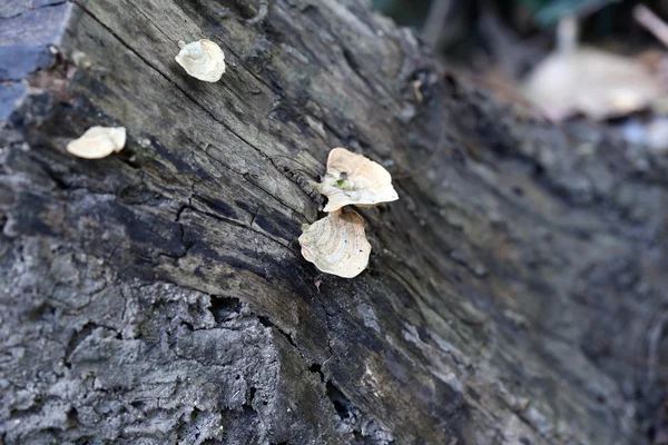 Wilde paddestoel die op hout groeit. — Stockfoto