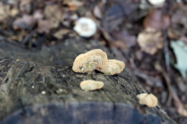 Cogumelo selvagem que cresce em madeira . — Fotografia de Stock