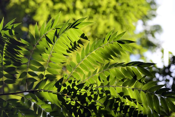 Blad i trädgården. — Stockfoto