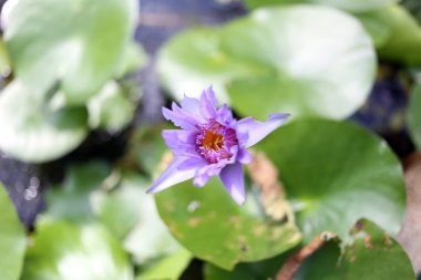 renkli lotus çiçekleri.