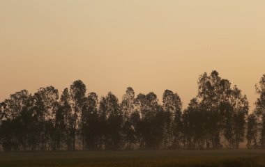 Çayırlar büyük ağaç tarafından karşılanmaktadır.