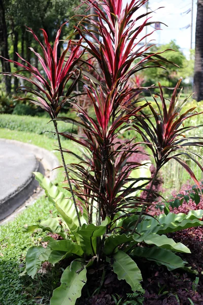 Pohon merah . — Stok Foto