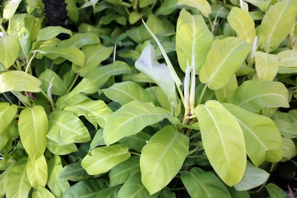 Green leaves of the trees. — Stock Photo, Image