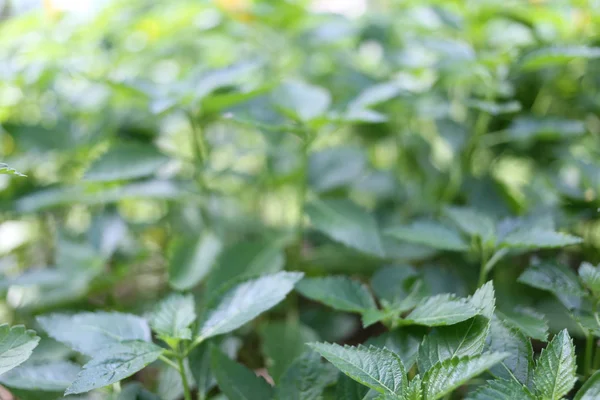 Blur green leaves of trees. — Stock Photo, Image