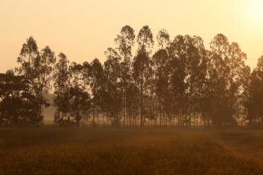 Çayırlar büyük ağaç tarafından karşılanmaktadır.