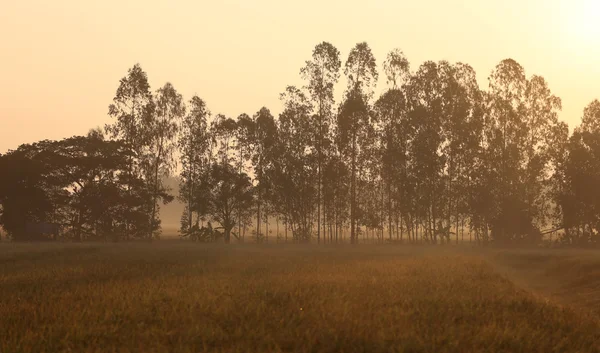 Çayırlar büyük ağaç tarafından karşılanmaktadır.