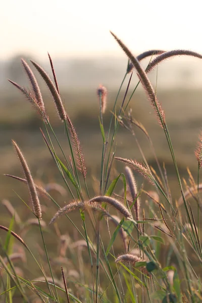 Meadows. — Stock Photo, Image