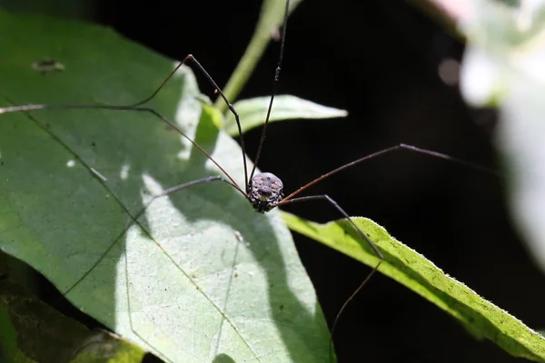 Örümcek uzun bacaklar. — Stok fotoğraf