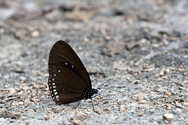 Schwarze Schmetterlinge. — Stockfoto