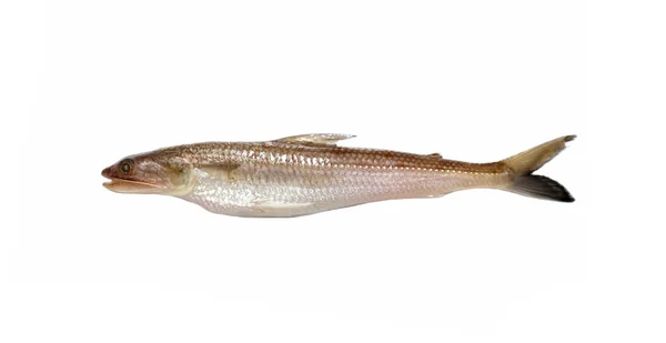 Brushtooth Lizardfish balık. — Stok fotoğraf