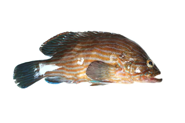 Färsk Grouper fisk. — Stockfoto