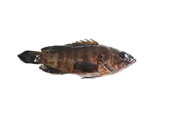 Färsk Grouper fisk. — Stockfoto