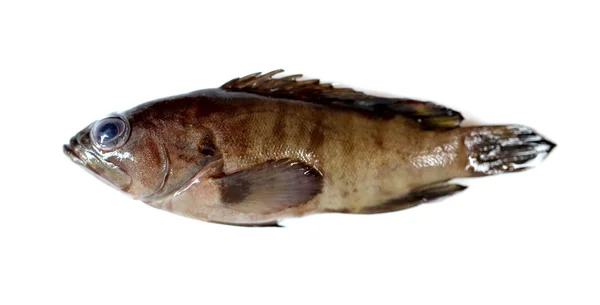 Färsk Grouper fisk. — Stockfoto