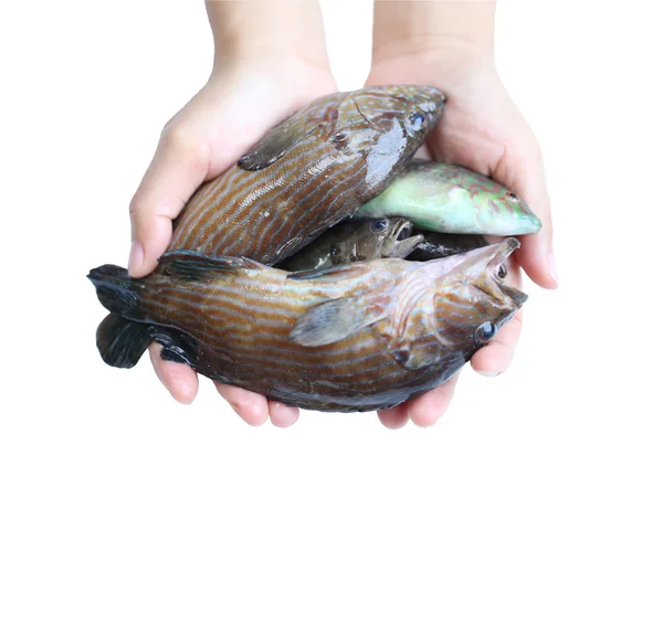 Pesci marini in mano . — Foto Stock