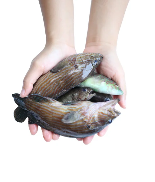Morskich ryb w ręku. — Zdjęcie stockowe