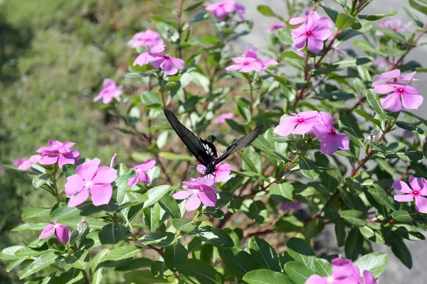 黑蝴蝶栖息在一朵花上. — 图库照片