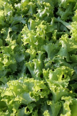 Yeşil marul salata için taze sebze olduğunu.