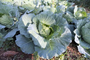 tazelik lahana sebze.