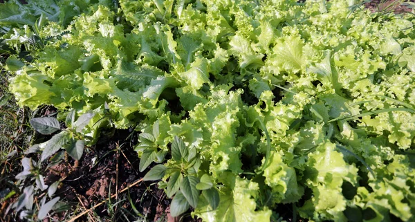 Green lettuce for salad is fresh vegetables. — Stock Photo, Image