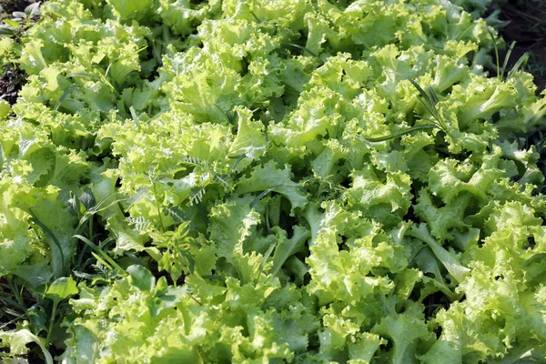 La lechuga verde para la ensalada es hortalizas frescas . —  Fotos de Stock