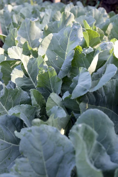 Freshness cabbage vegetables. — Stock Photo, Image