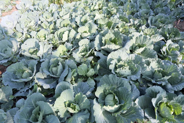Freshness cabbage vegetables. — Stock Photo, Image