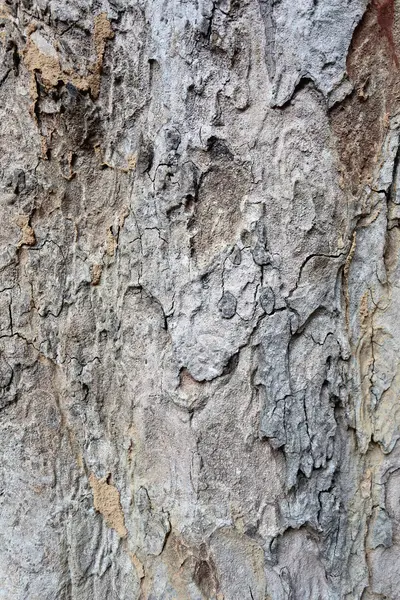 Superfície da árvore da casca . — Fotografia de Stock