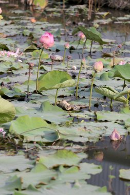 pembe lotus çiçekleri.