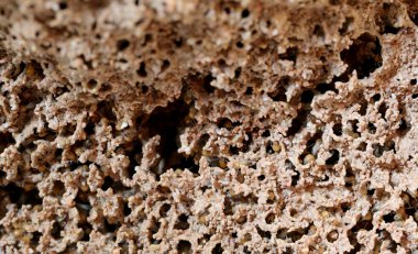 termit yuvalarının.