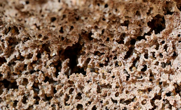 Термитные гнезда . — стоковое фото
