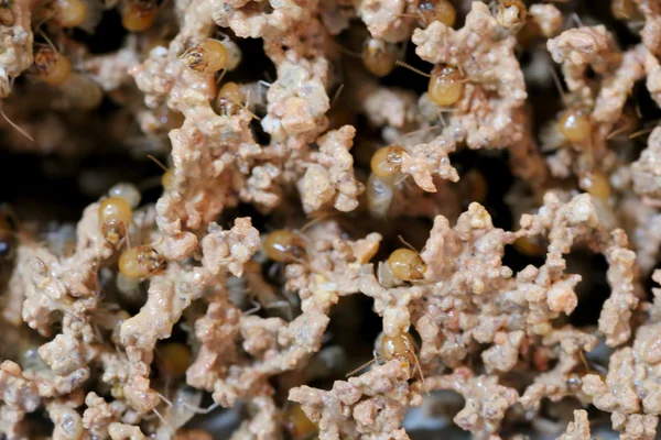 Nidi di termite . — Foto Stock
