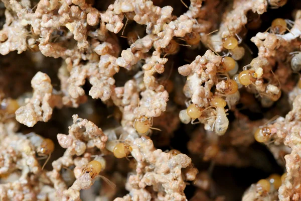 Nidi di termite . — Foto Stock