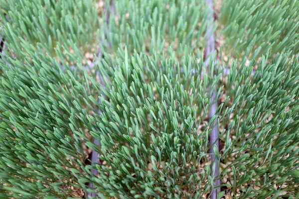 Seedlings. — Stock Photo, Image