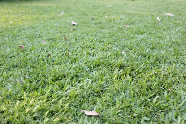 Césped verde. —  Fotos de Stock