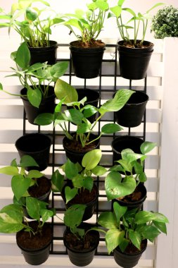 Yeşil ağaçlar dikilmiştir.